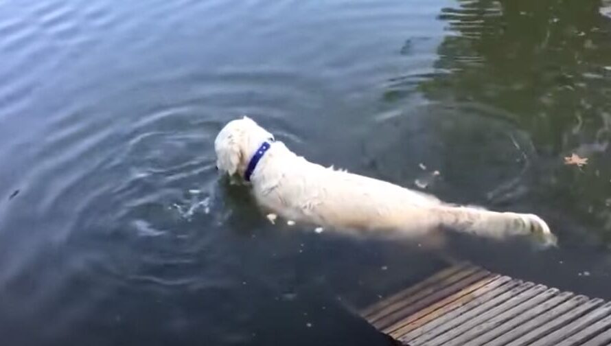 Dog Expertly Catches Fish In Her Mouth