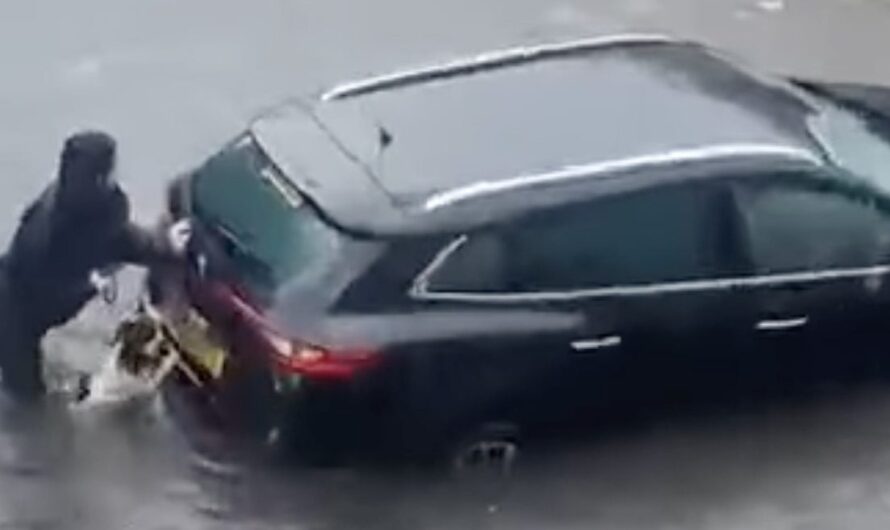 Springer Spaniel Helps Mom Push Car Out Of Floodwater