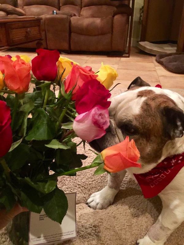 dog gets flowers