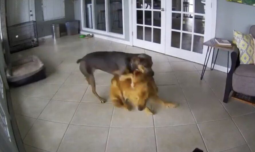 Dog Rushes To Comfort Furry Friend Having Seizure