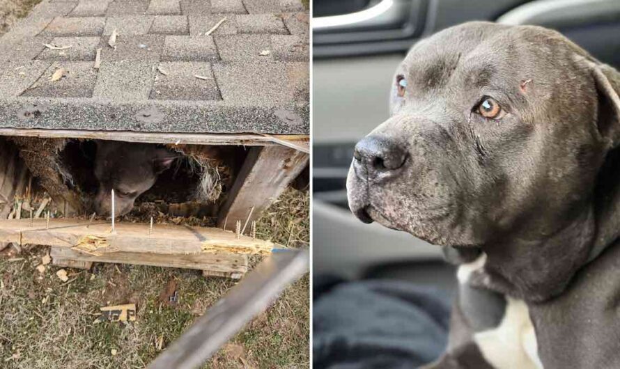 Dog Found Sealed Inside Wooden Box Adopted By Woman Who Found Him