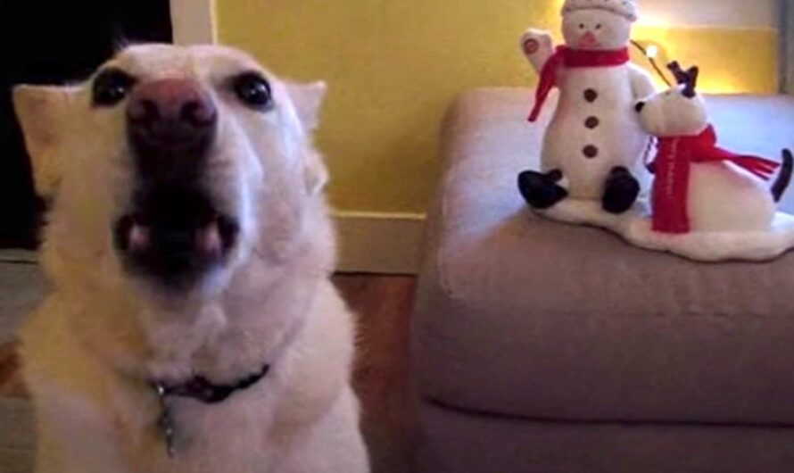 Happy Dog Loves to Sing Along to Jingle Bells