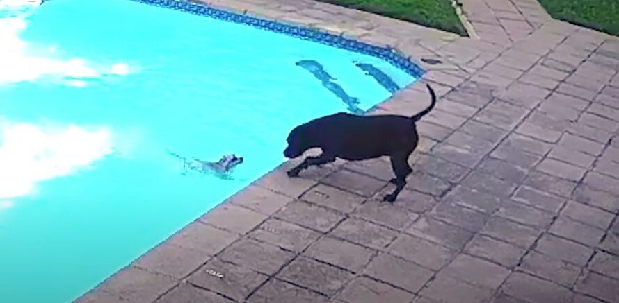 Heroic Dog Saves Pup Friend From Drowning in Pool