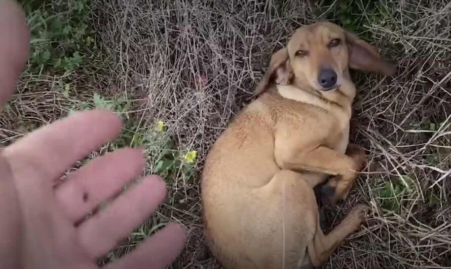 Dog Curls Up In Front Of Shelter To Get Rescued