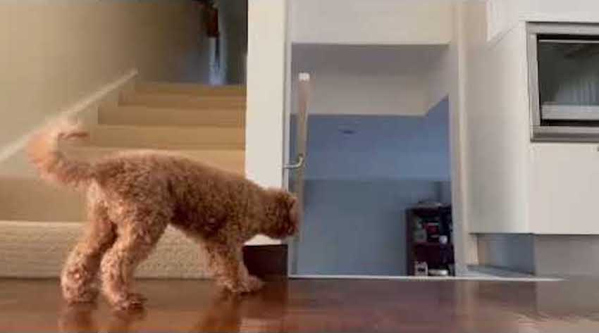 Sneaky Dog Adorably Tries To Scare His Owner At The Top Of The Stairs