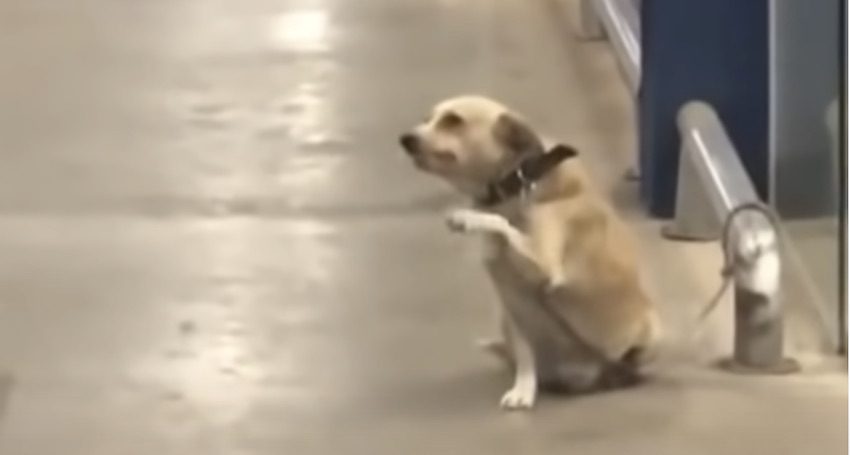 Friendly Dog Who Waves Goodbye to Everyone Leaving Store Has Touching Story