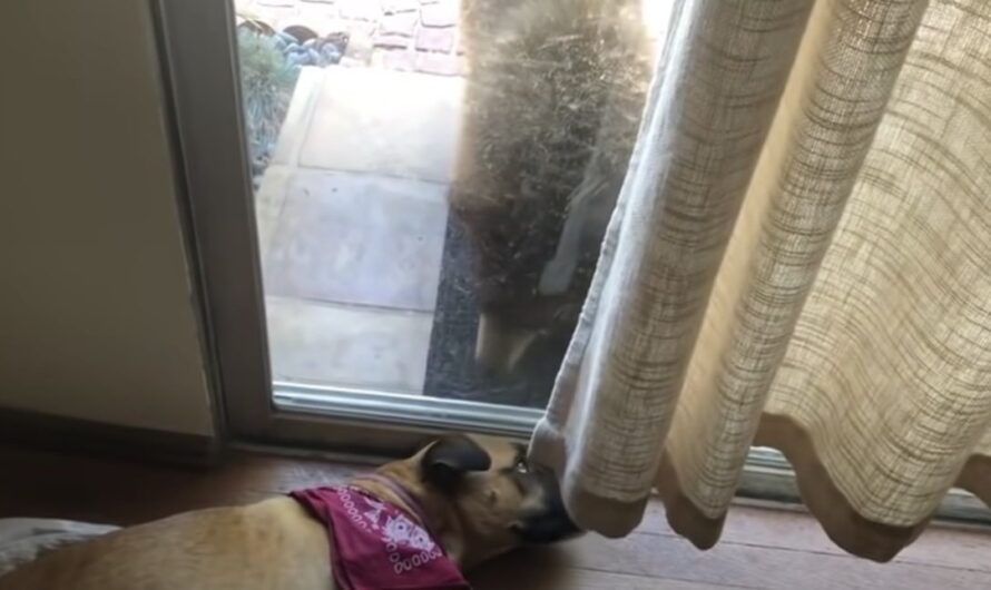 Dog Wakes Up to Bear Staring at Him Through Glass Door