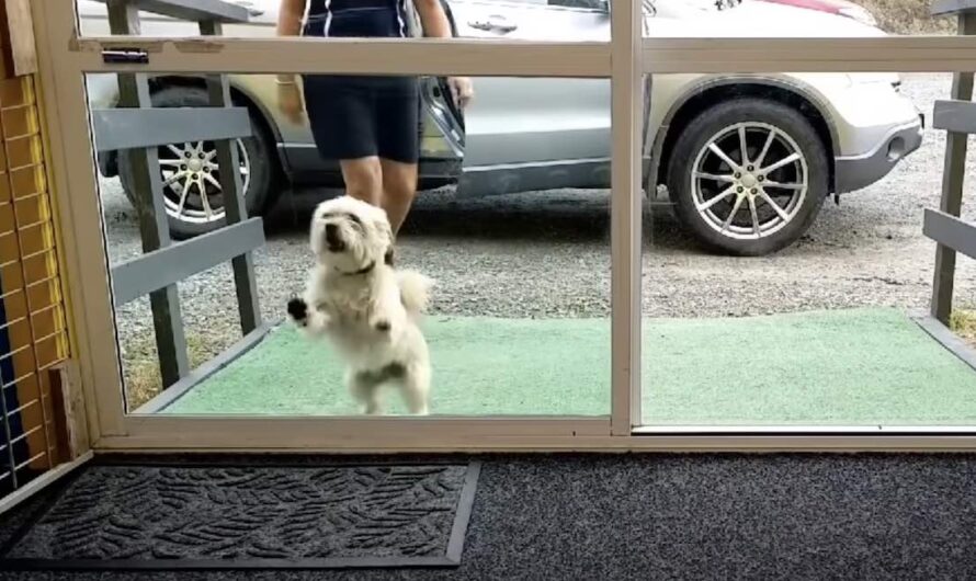 Dogs Arriving At Doggy Daycare After COVID19 Lockdown Have The Best Reactions