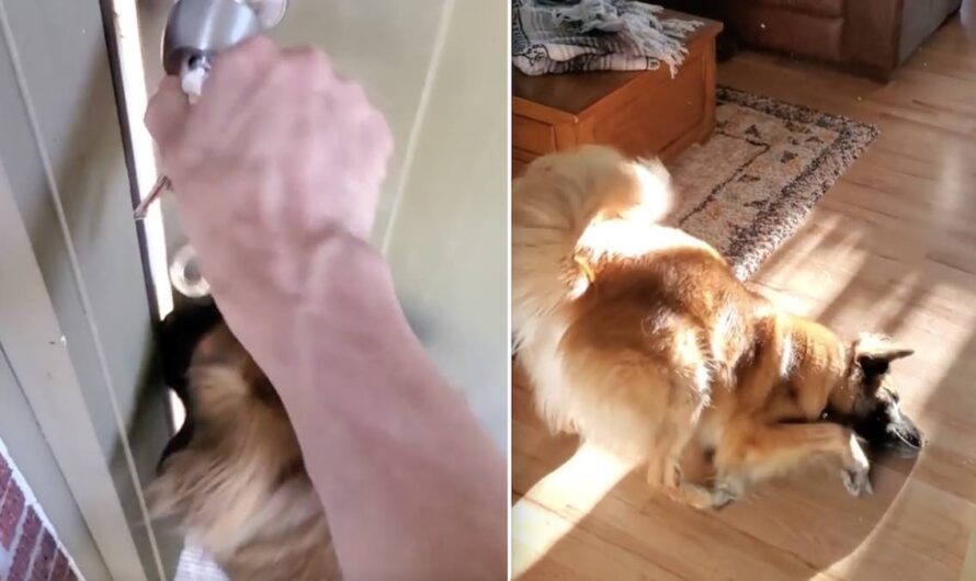 Dogs Hilariously Show Off How Happy They Are To Be Home From Vacation