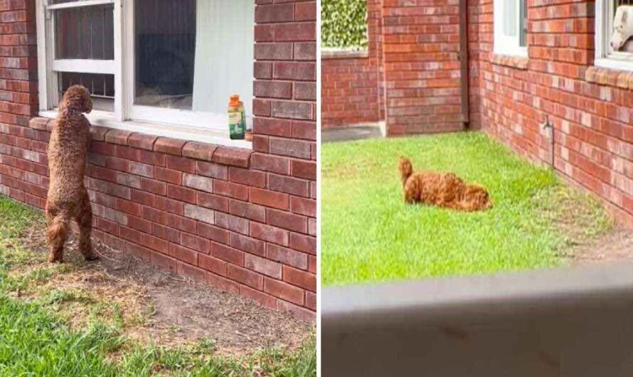 Dog Goes To Her Neighbor’s Window To Get Kisses From Her New Boyfriend