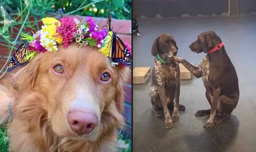 Best Dog Videos Compilation Of 2020 Shows Just How Wonderful Dogs Are