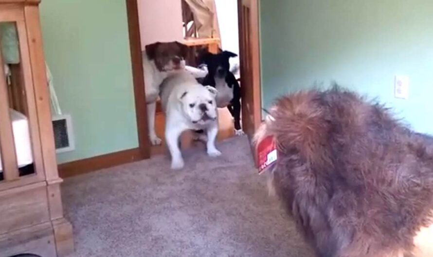 Three Dogs Have The Funniest Reaction To Stuffed Lion In Their House