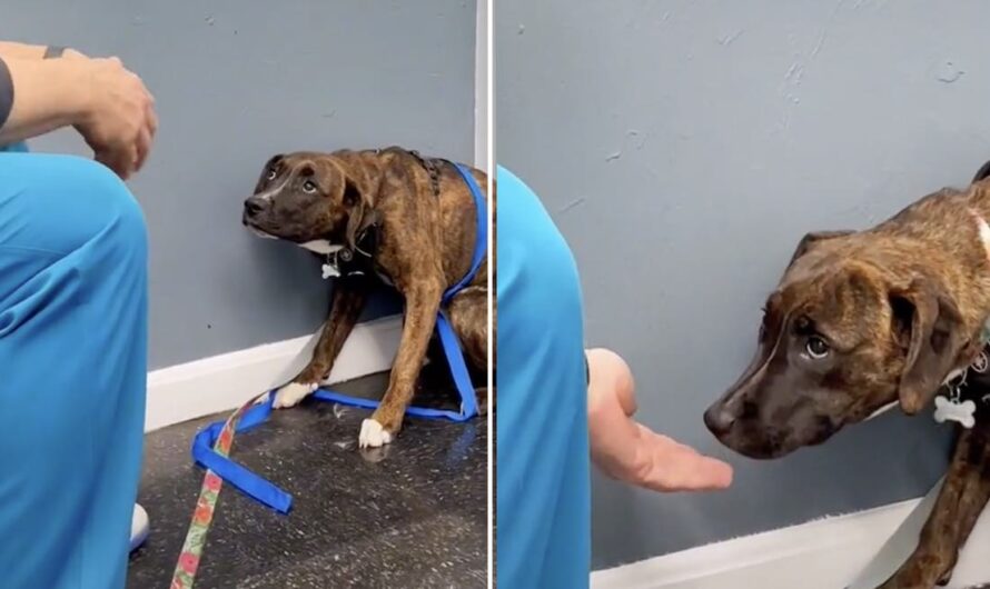 Kind Veterinarian Works Hard To Earn Cowering Dog’s Trust