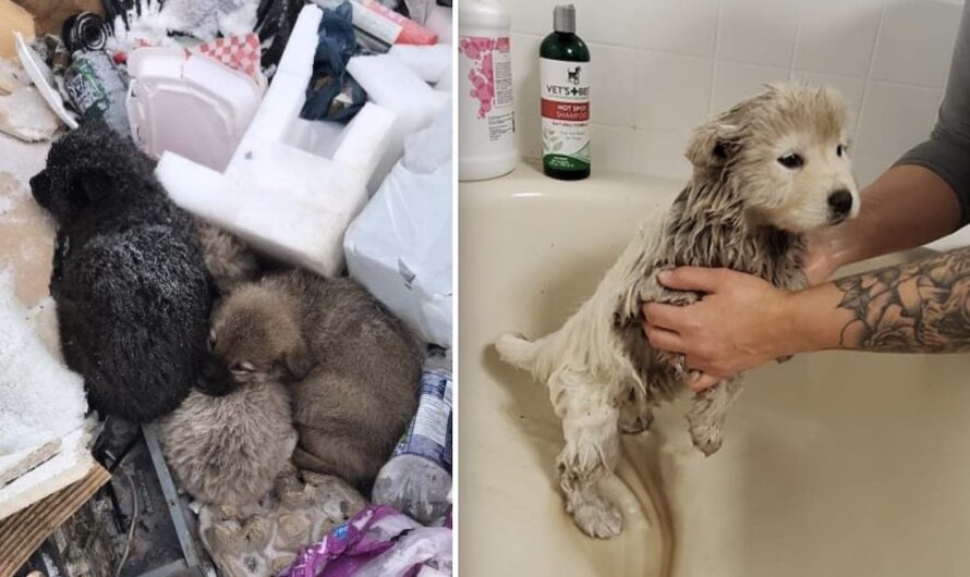 Litter of Puppies Rescued from Freezing Cold Garbage Dump Getting ‘Royal Treatment’