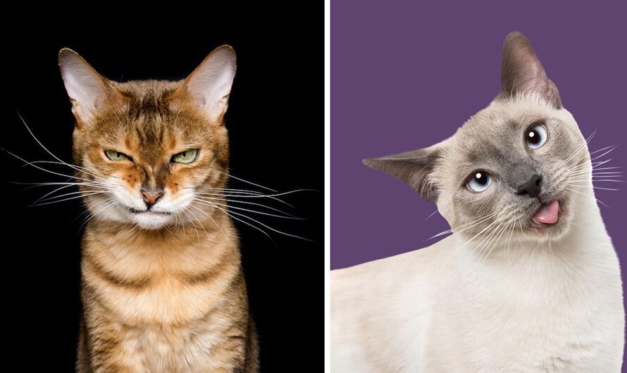 Photographer Catches Cats Being Funny, Grumpy And Everything In Between