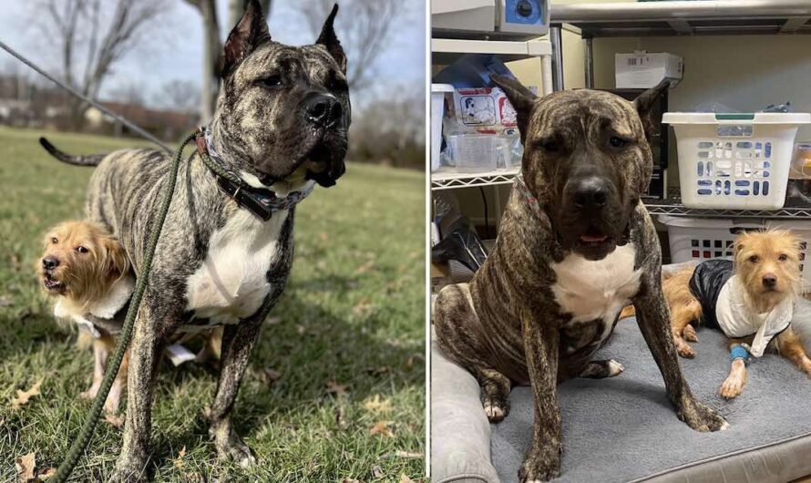 Emaciated Puppy Befriends Fellow Rescue Dog Who Was Just Like Him