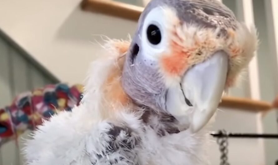 Cockatoo With Rough Past Befriends Man Who Didn’t Like Birds Until He Met Her