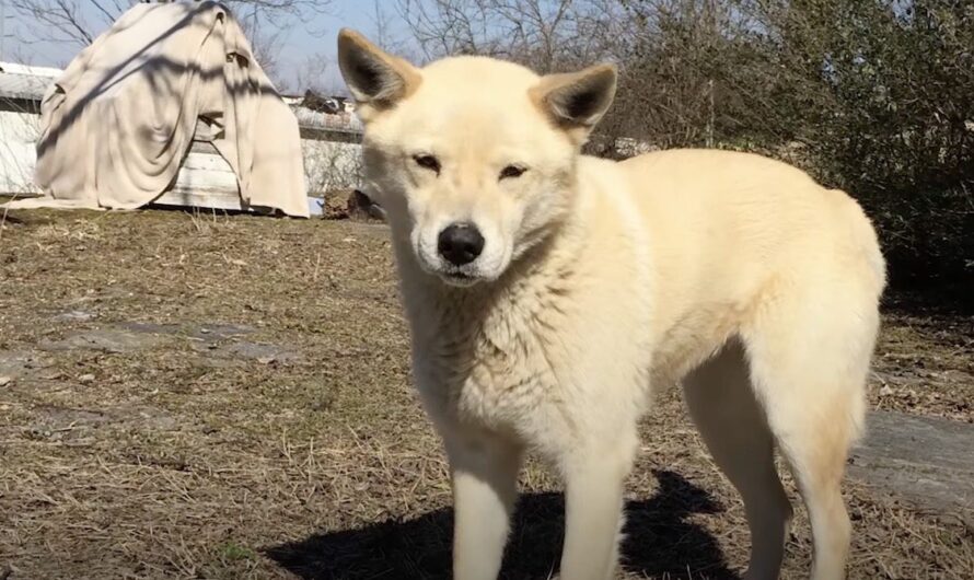 After Years Of Trying, Woman Finally Convinces Feral Dog To Join Her Family