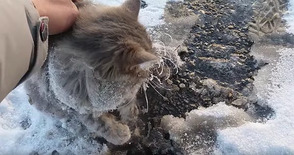 frozen-cat-4