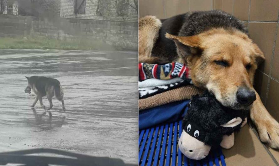 German Shepherd Grieving For Her Owner Roams Streets With Her Favorite Stuffed Toy