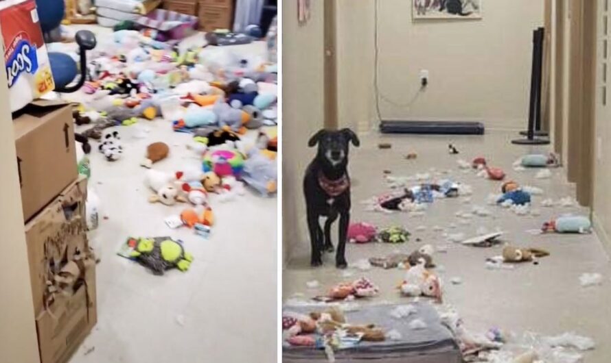 Shelter Dog Gets Out Of Kennel And Parties All Night Long