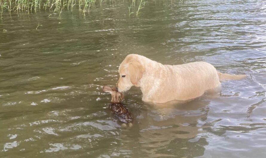 Gentle Goldendoodle Helps Save Drowning Fawn All On His Own