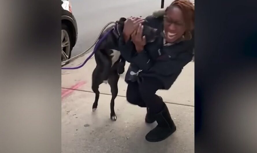 After A Year Missing, Dog Reunites with Mom In Time For Holidays