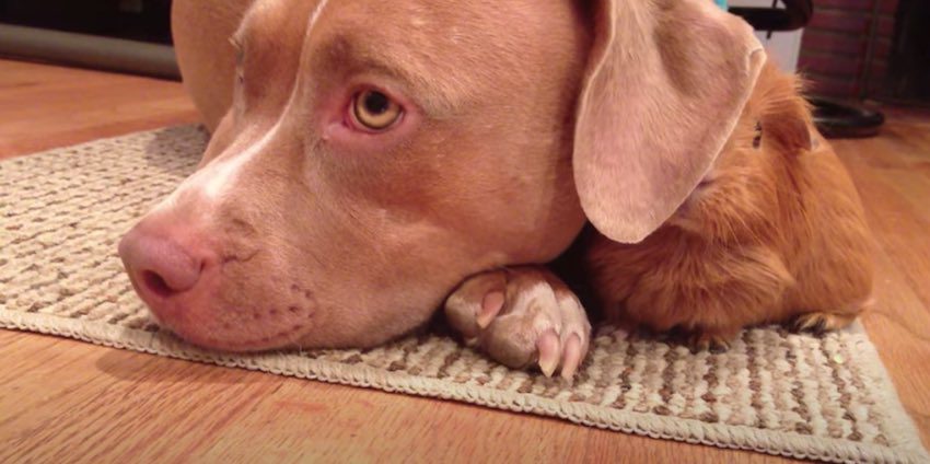 Adorable Guinea Pig Plays Peek-A-Boo With Pit Bull