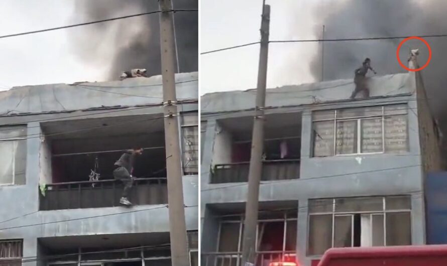 Heroic Young Man Rescues 25 Dogs Trapped On Roof Of Burning Building In Peru