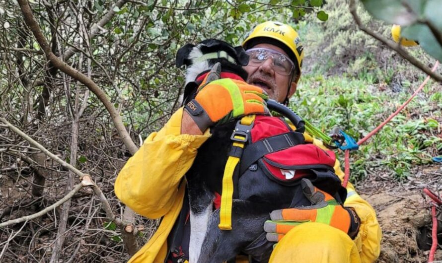 Deaf Dog Relieved To Be Rescued After Fall Down 100 Foot Ravine