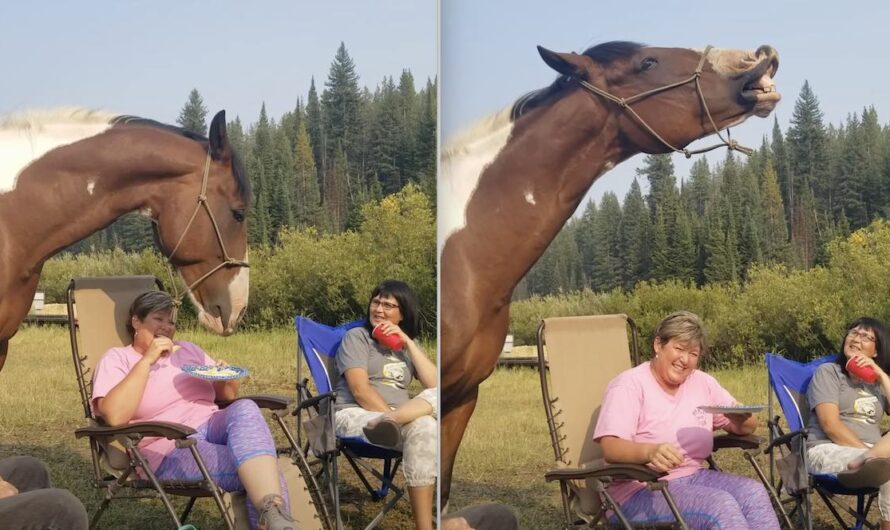 Horse Shows Campers How Much He Loves Eating Potato Chips