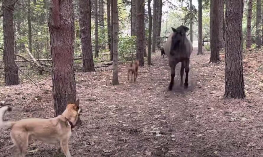 Horse Kicks A Tree, Farts on Dogs And Then Runs Away