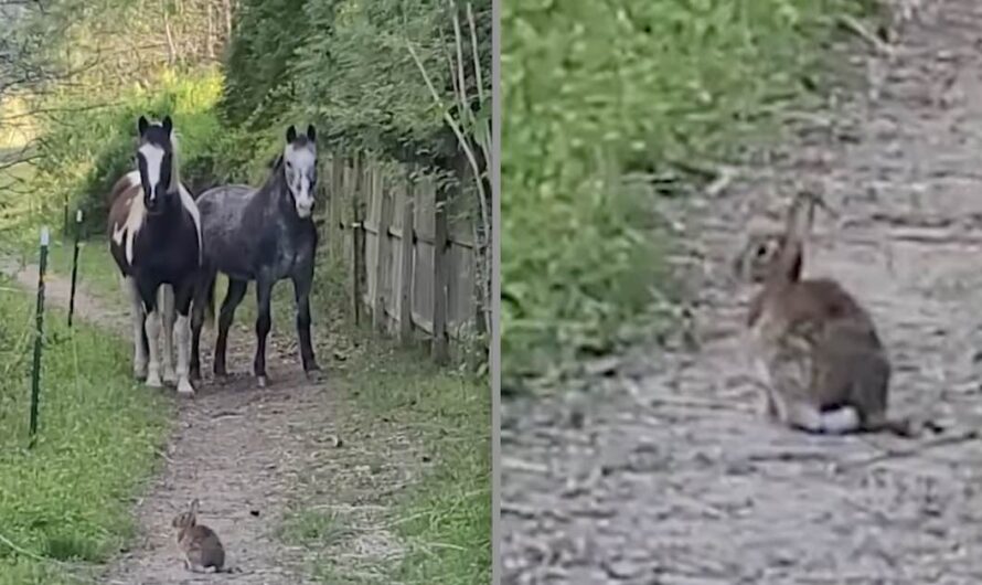 Funny Horses Terrified Of Tiny Bunny Rabbit In Their Path