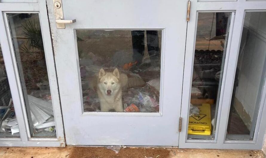 Husky Breaks Out Of Kennel At Animal Shelter And Parties All Night Long