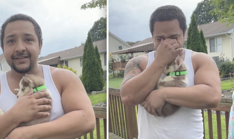 Man Who Has Wanted Husky For 15 Years Gets Birthday Surprise