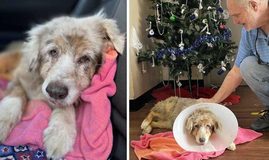 Dog Missing For 7 Years Reunites With Family After She Is Found In Hotel Room