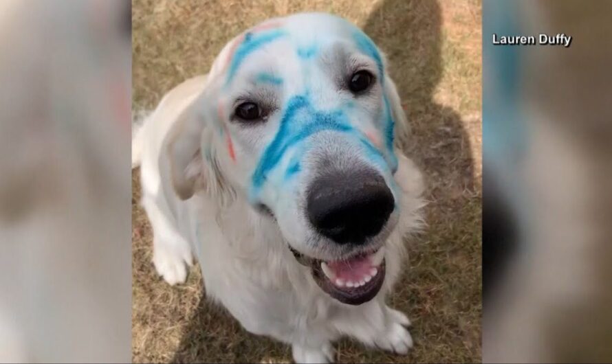 Golden Retriever Steals Crayons And Ends Up Blue In The Face