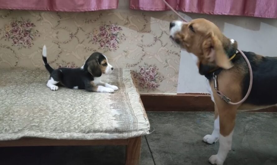 Beagle Dad Has Adorable Conversation With His Sassy Pup