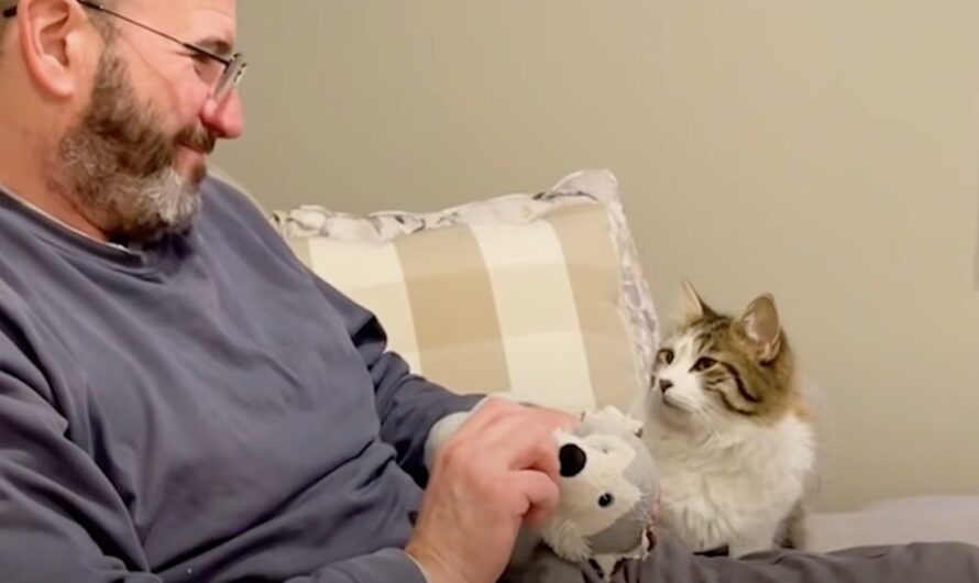 Cat Falls In Love With His ‘Dog Person’ Dad Much To His Mom’s Chagrin