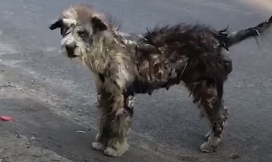 Neglected Street Dog Transforms Into Cutest Puppy