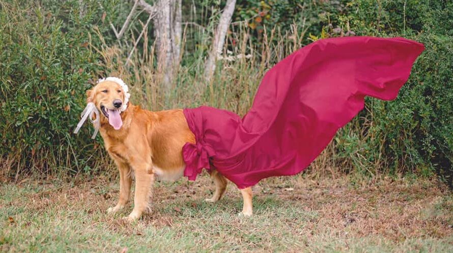 Foster Dog Enjoys Maternity Shoot Just Before She Gives Birth To Her Puppies