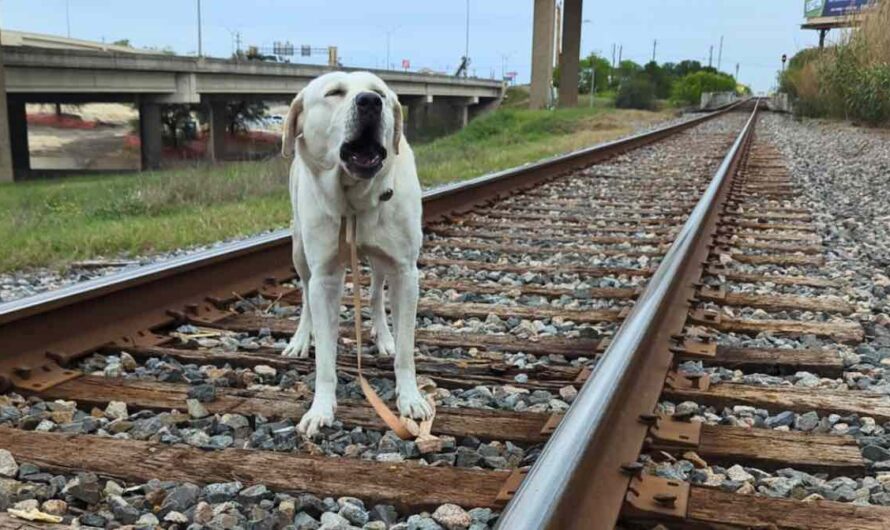 Animal Care Officer Rushes To Save Dog Stuck To An Active Train Track