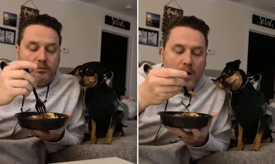 Tiny Dog Shows Off Her Highly Persuasive Begging Skills