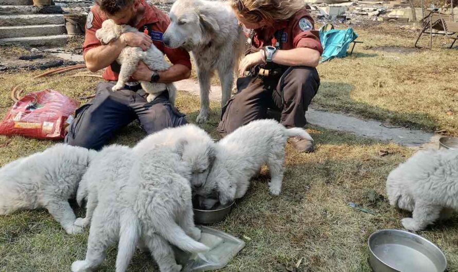 Seven Farm Puppies Miraculously Survive Wildfire That Destroyed Town