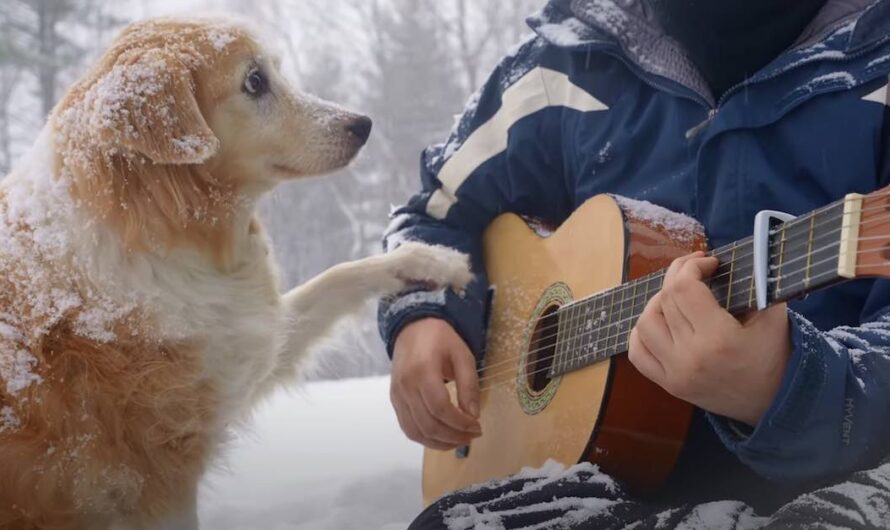 Musician Says Goodbye To Maple The Guitar Loving Dog