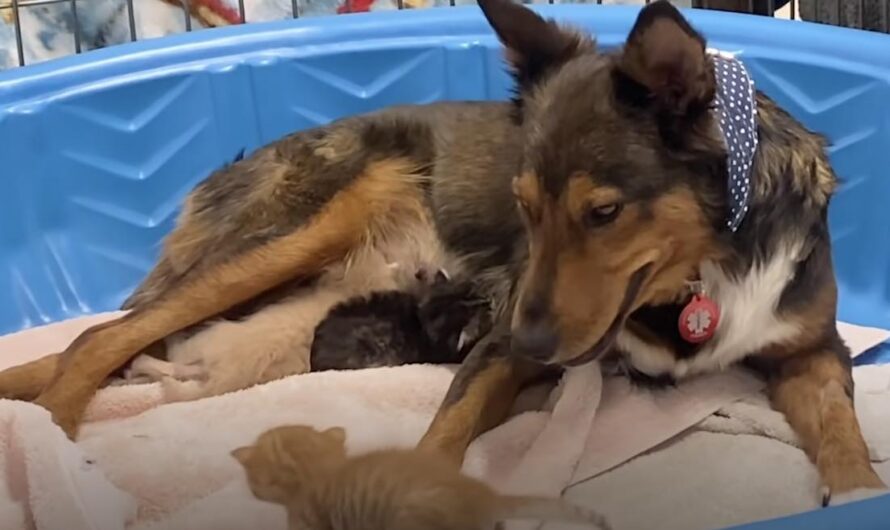 Stray Dog Who Lost Her Babies Has Her Heart Healed By Kittens