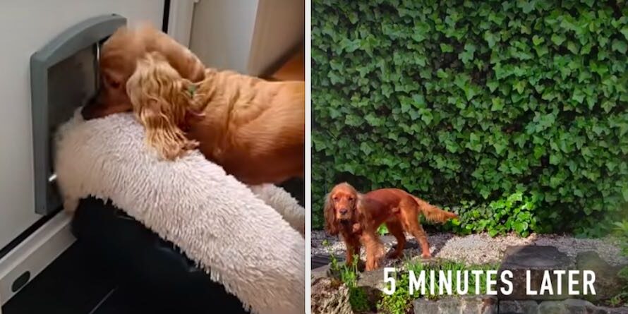 Dog Pulls Bed Outside Only To Have Her Success Hilariously Thwarted