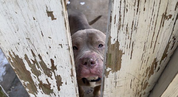 Orville at Stray Rescue of St. Louis