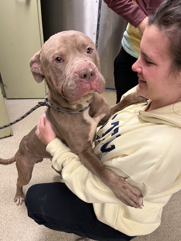 Orville at Stray Rescue of St. Louis