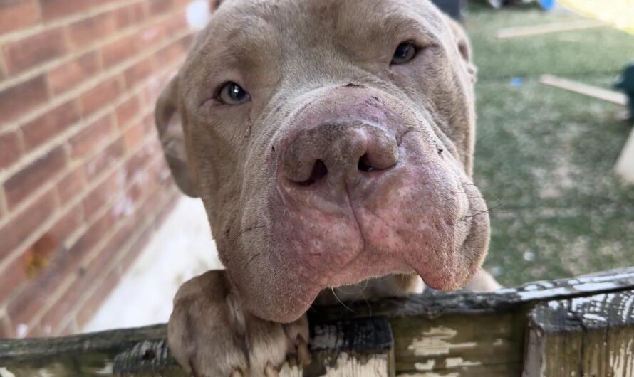 Stray Dog Follows Man Home From Bus Stop To Get Help